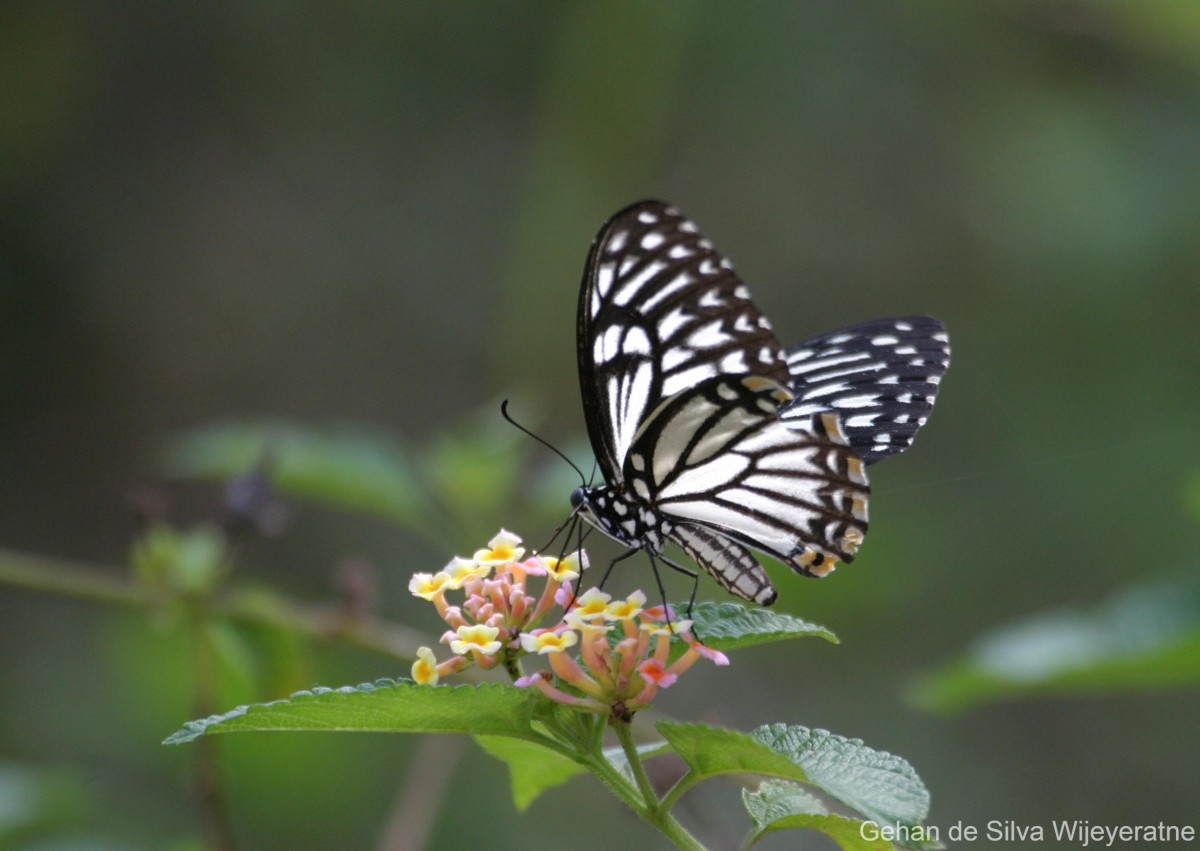 Papilio clytia Linnaeus, 1758